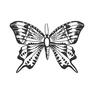 华丽蝴蝶的涂鸦矢量插图