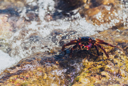 在石头上的湿海蟹。阳光明媚的夏日