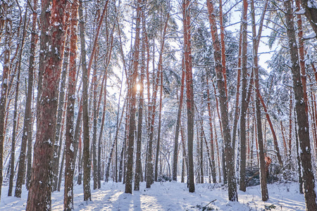 冬天公园里的树。松树在树林里被雪覆盖.季节性背景