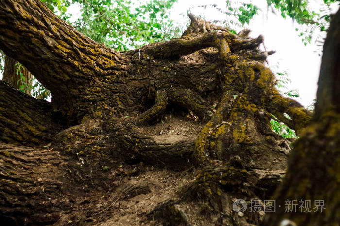 树的根被交织在一个沙和石表面上, 一棵大树的根系统