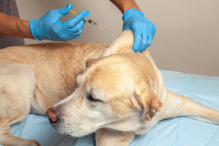 狂犬病毒猫狗潜伏期_猫狗狂犬病潜伏期最长多久_猫狗潜伏期的狂犬病毒会传染吗