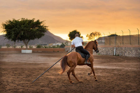 风景日落时的马训练