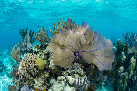 一个由大猩猩主导的美丽的珊瑚礁生长在伯利兹海岸附近的中美洲屏障礁上。 加勒比海的这一部分蕴藏着数百种鱼类和数十种珊瑚。