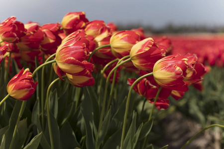 荷兰的郁金香种植园在春天。