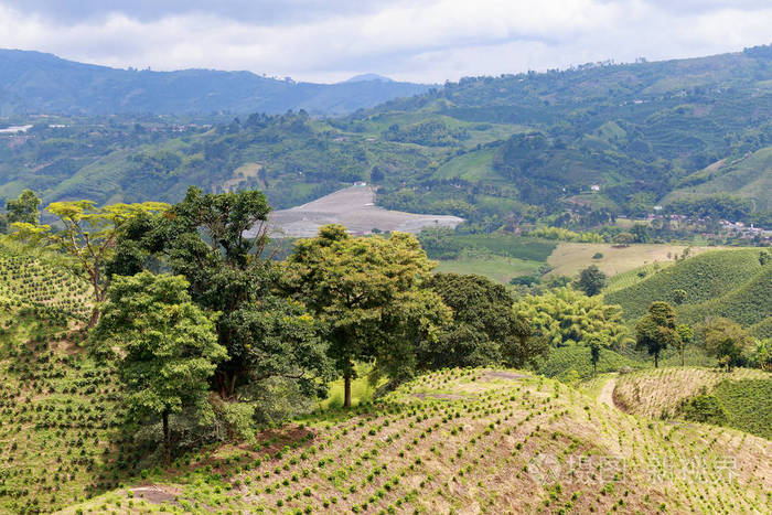 一个绿色的山谷，点缀着新种植的咖啡灌木丛，靠近中国哥伦比亚。