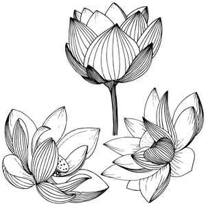 植物的全名:莲花. 矢量野花为背景纹理包装图案框架或边框.照片