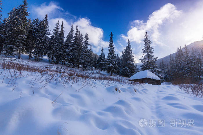 清新的雪和杉树林中美丽的冬天景色