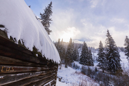 清新的雪和杉树林中美丽的冬天景色