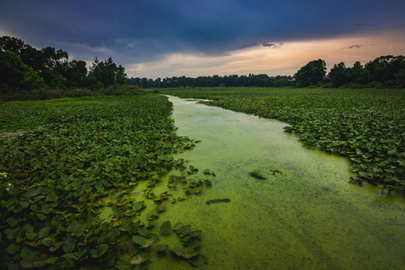 在阴云密布的夏日印第安纳州拉波特，一片绿百的百合花垫覆盖着石湖，在日落时分，一条藻类密集的小路湖面