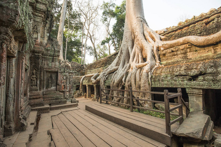 柬埔寨的一座古庙，上面长满了树木和计划