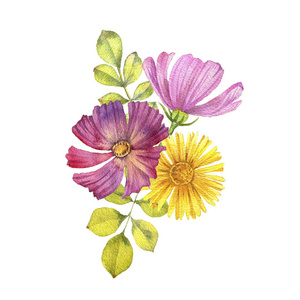 手绘波斯菊花水彩绘画花照片