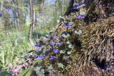 s mint grows in a moss at a tree trunk