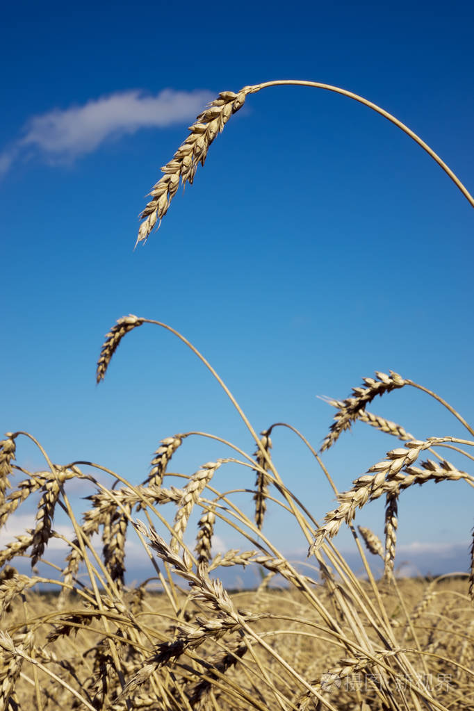 蓝天下的麦穗