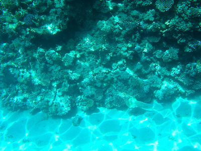 热带抽筋埃及红海的鱼和硬珊瑚。假期