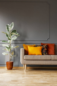 在棕色沙发旁边的榕树，灰色客厅内部有橙色的垫子。真正的照片。把海报贴在这里