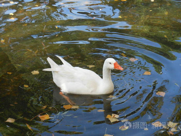 可爱的白天鹅在池塘里游泳