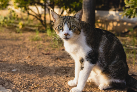 独立和懒惰的街头猫。