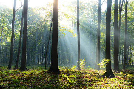 薄雾森林里美丽的朝阳图片
