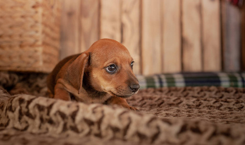 一只棕色的小狗躺在一个轻格子上，木墙背景上有一幅画