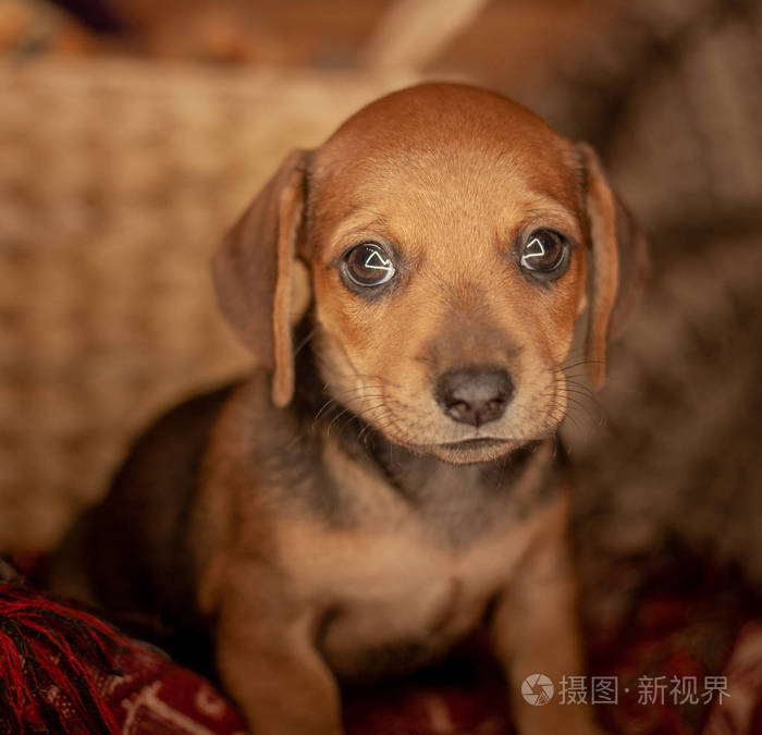 一只棕色的小狗狗坐在一个红色格子上柳条篮子的背景上有一个图案