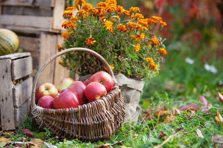 苹果的新鲜收获。 秋天的园艺。 感恩节。 篮子里有机红苹果