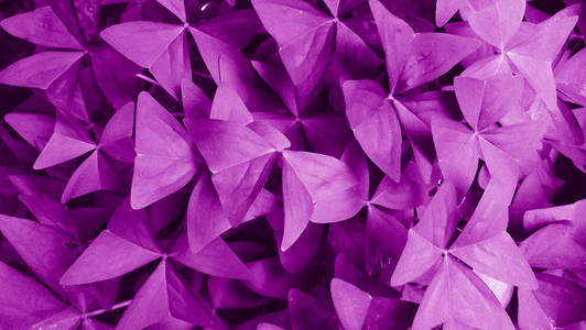 超个性壁纸有字有紫色叶子的美丽的花.照片