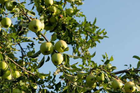 带苹果的树枝照片