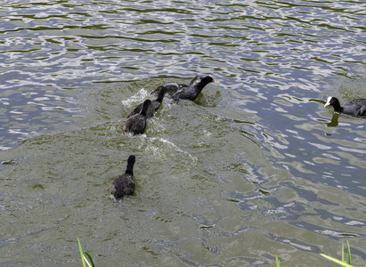野牛的小水禽黑鸟漂浮在池塘上