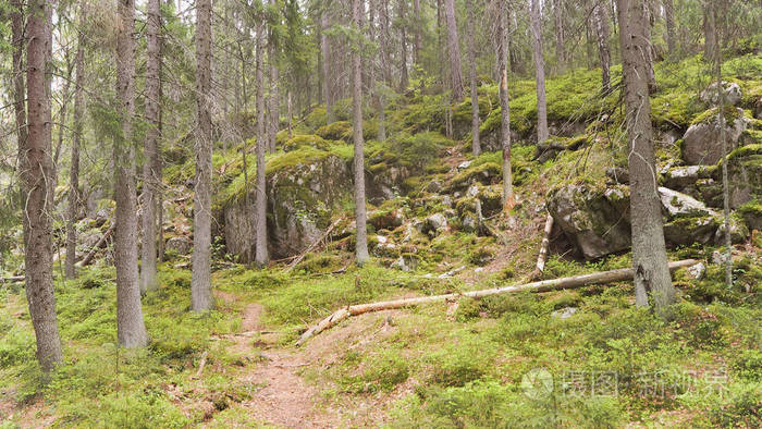 芬兰的自然森林