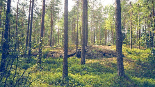 芬兰的野生森林