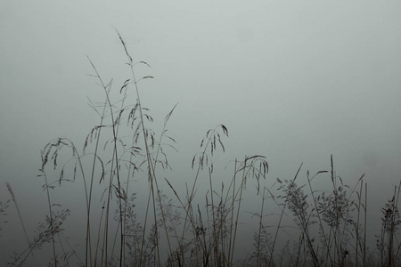 初夏清晨的高草在雾中滴着露珠