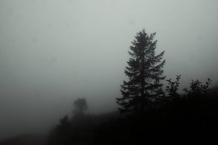 清晨，雾中的云杉几乎什么也看不见