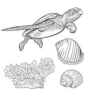 海胆在海滩上图片