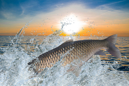 鱼或鱼在水中跳跃照片