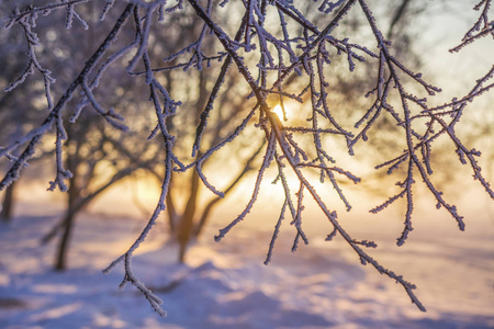 冬季圣诞背景。夕阳下金色阳光下的树霜树枝。霜在植物上。圣诞节时间