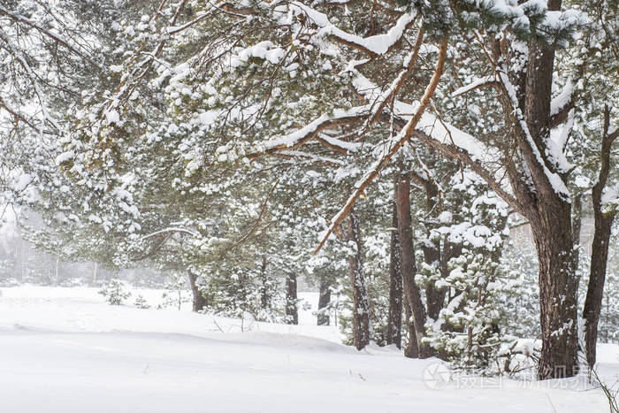 下雪时冬天森林里的雪树寒冷的天气自然的看法在霜的自然风景森林里的