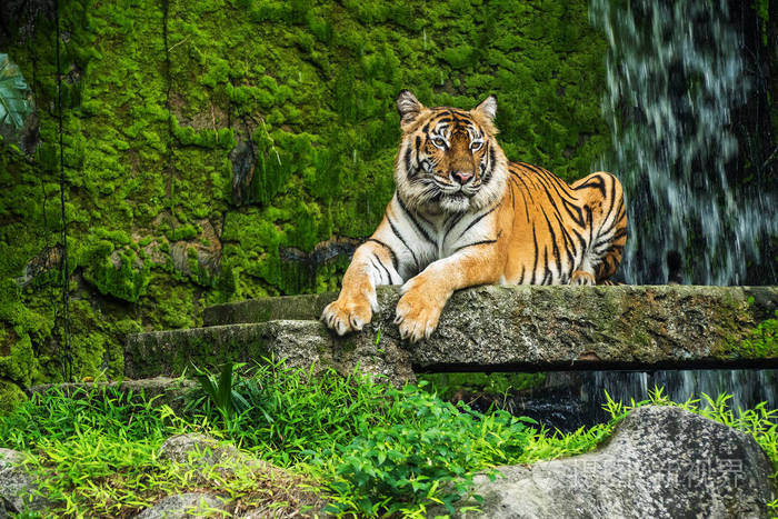 森林里的孟加拉虎