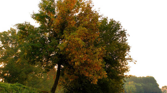 秋天公共公园森林里的树