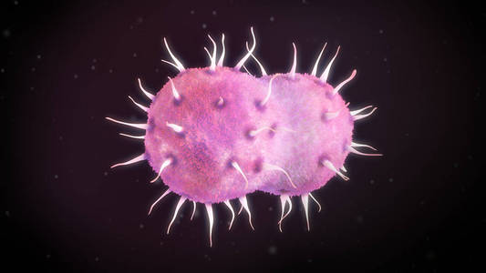 淋病奈瑟菌细菌三维图