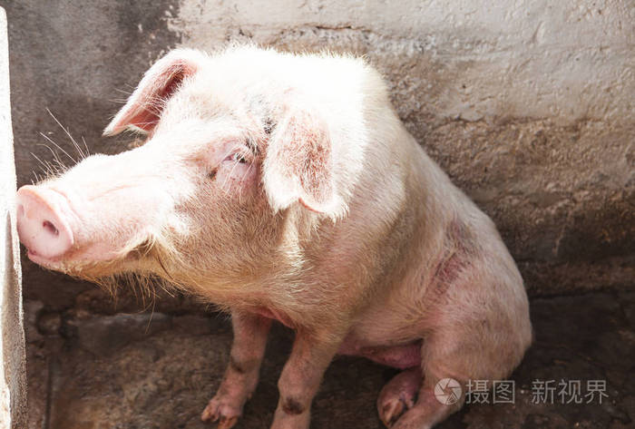 野猪坐在农场里的大猪