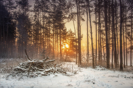 冬季自然景观的雪林在温暖的阳光下。在早晨生动的霜冻森林。明亮的日出在新鲜的冬天森林。灿烂的阳光照耀在树后