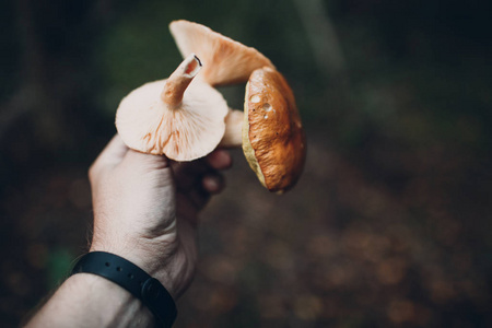 男人手拿蘑菇.照片