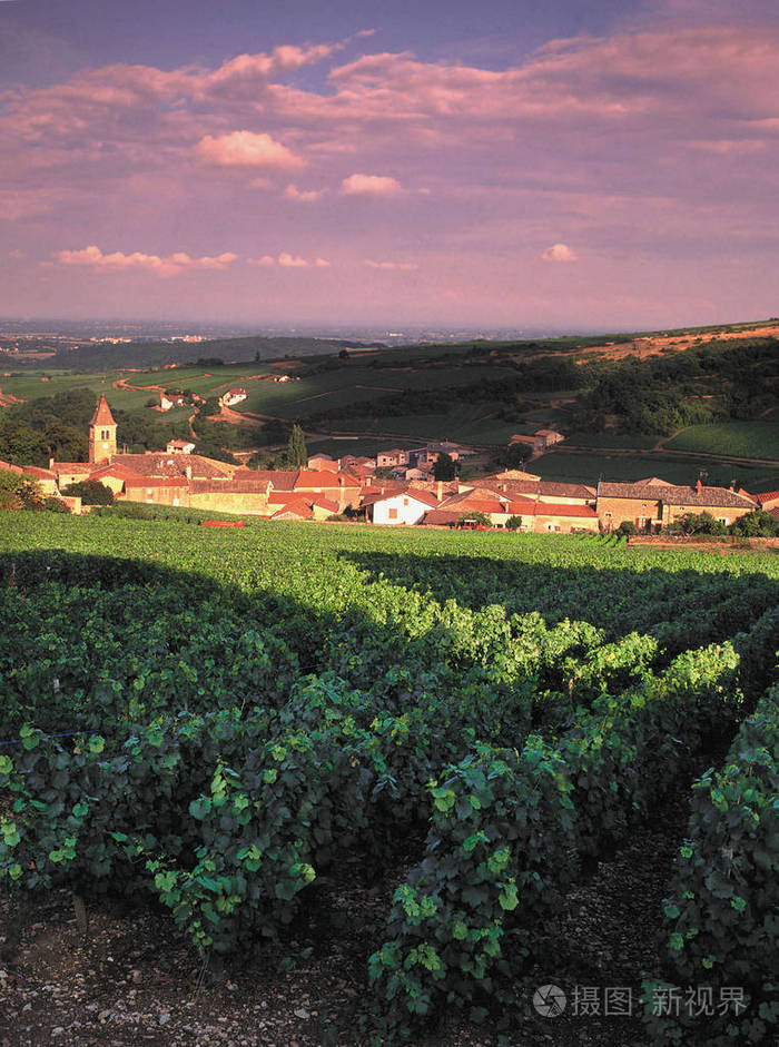 法国索卢特村葡萄园景观