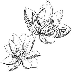 莲花边框图片-莲花边框素材-莲花边框插画-摄图新视界