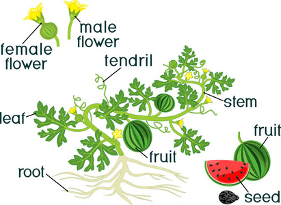 植物形态解剖学图片