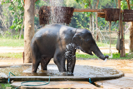 在泰国兰芒的大象农场，小象们在水里玩得很开心