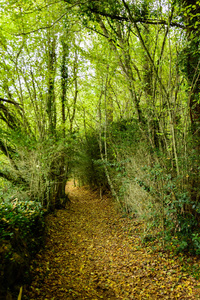 en Jorda, in la Garrotxa, Spain