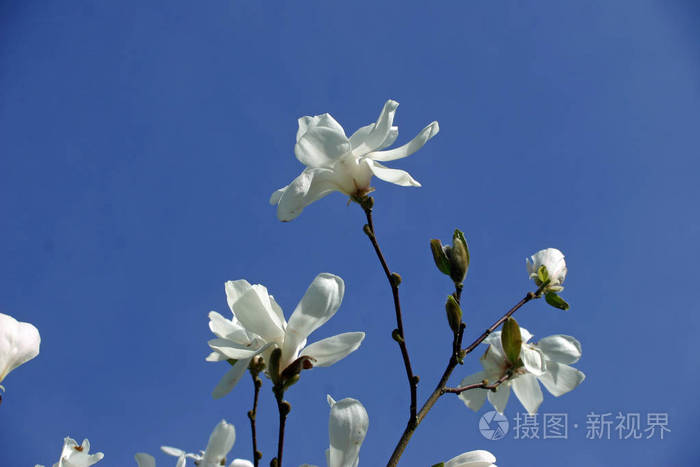 白玉兰花在树顶背景是深蓝色的天空
