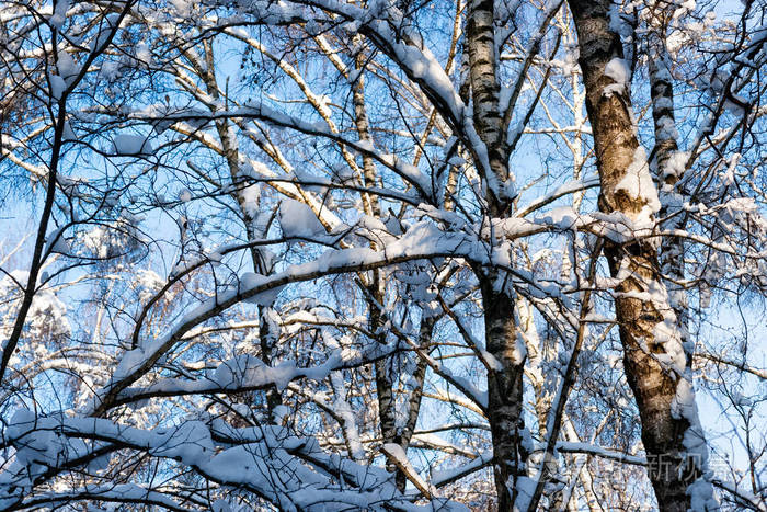 冬季森林中积雪覆盖针叶云杉杉树. 寒冷冬季的喜悦和美丽.