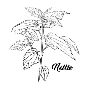 荨麻分支单色雕刻. 茶草素描.